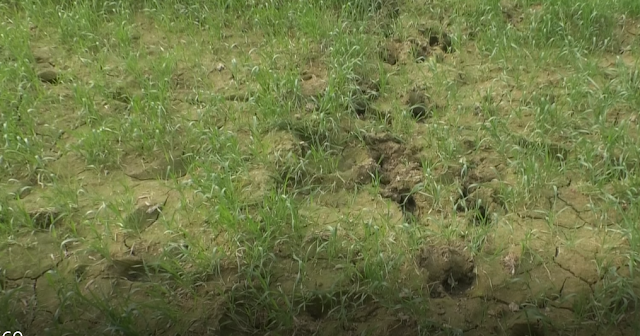 Terror of animals in Khesrawan village of Bakshi Ka Talab